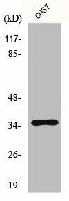 FOXL1 Antibody (PACO00819)
