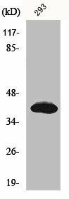 ISL2 Antibody (PACO00987)