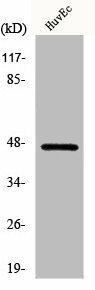 CERS4 Antibody (PACO01014)