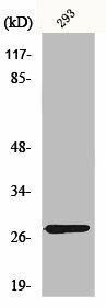 MRPL16 Antibody (PACO01093)