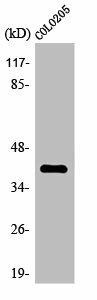 OR4A16 Antibody (PACO01228)