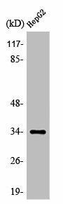 OR52E4 Antibody (PACO01242)