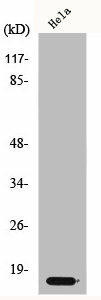 CDKN2A Antibody (PACO01276)