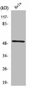 RSAD1 Antibody (PACO01463)
