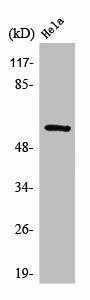SYT1/SYT2 Antibody (PACO01563)