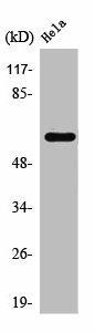 TBC1D3/TBC1D3B/TBC1D3C Antibody (PACO01588)