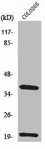 TRBC1 Antibody (PACO01600)