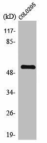 TIGD3 Antibody (PACO01626)