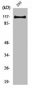 USP38 Antibody (PACO01682)