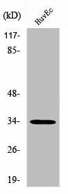 ZNF75D Antibody (PACO01733)
