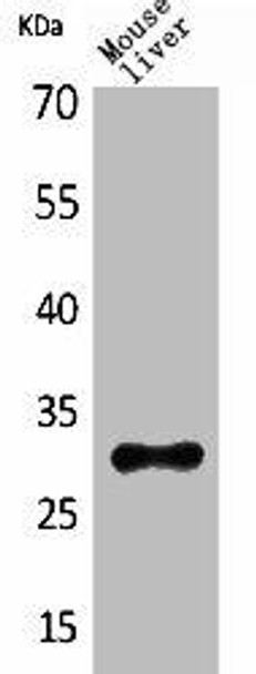 FGF5 Antibody (PACO01903)