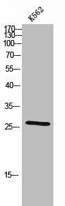 CDC42EP2 Antibody (PACO02315)