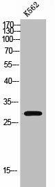 MARCH3 Antibody (PACO02430)