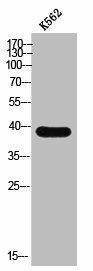 PDIK1L Antibody (PACO02516)