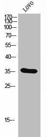 OR4D6 Antibody (PACO02701)