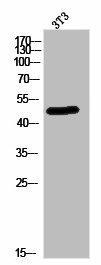 SEPT14 Antibody (PACO02836)