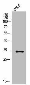 OR2A1; Antibody (PACO02837)