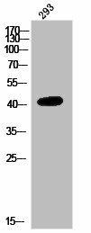 NMBR Antibody (PACO02932)