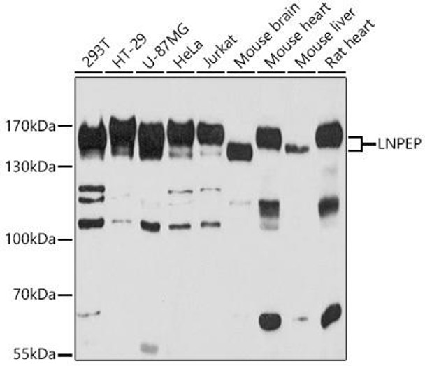 Anti-LNPEP Antibody (CAB11959)