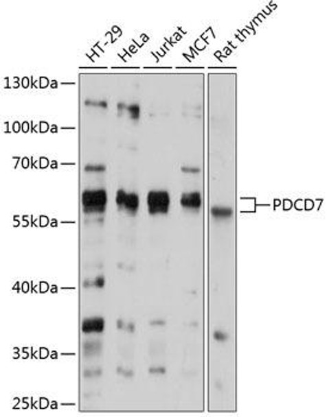 Anti-PDCD7 Antibody (CAB12133)