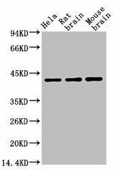 Anti-ACTB Antibody (MACO0006)