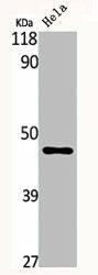 SERPINA5 Antibody (PACO06735)