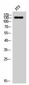 NOL8 Antibody (PACO06971)