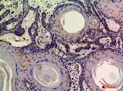 MOB3A Antibody (PACO07200)