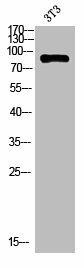 ANKRD20A1 Antibody (PACO07208)