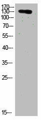 COL19A1 Antibody (PACO07442)