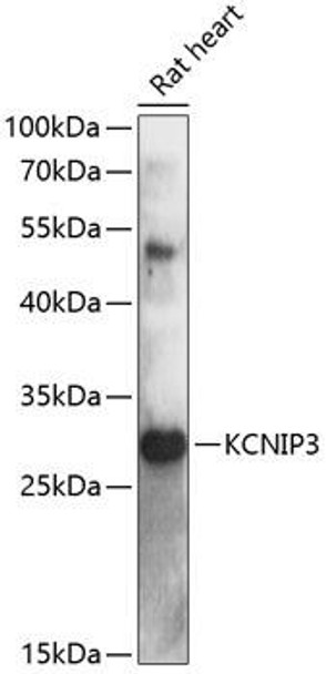 Anti-KCNIP3 Antibody (CAB13711)