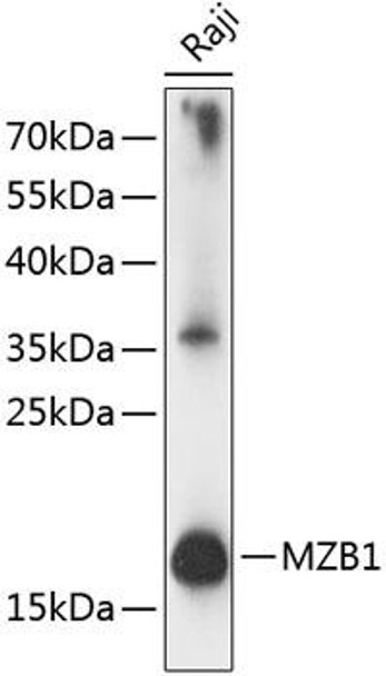 Anti-MZB1 Antibody (CAB14479)