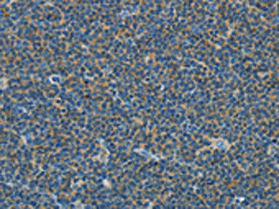 COX7B2 Antibody (PACO13914)