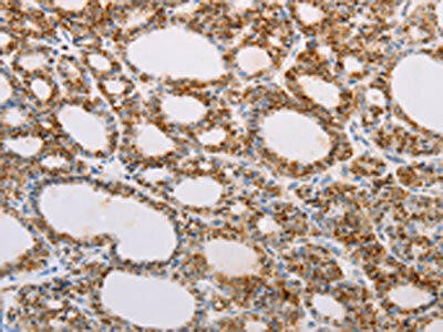 SERP1 Antibody (PACO14901)
