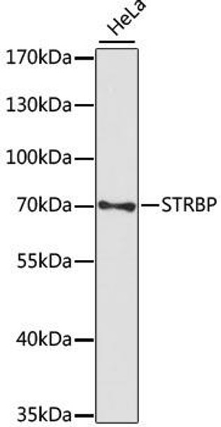 Anti-STRBP Antibody (CAB15169)