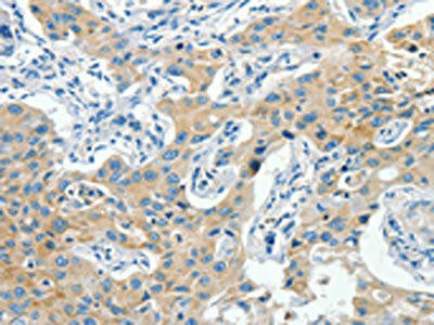 CNTNAP3 Antibody (PACO19499)