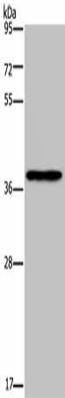 PCBP4 Antibody (PACO19996)