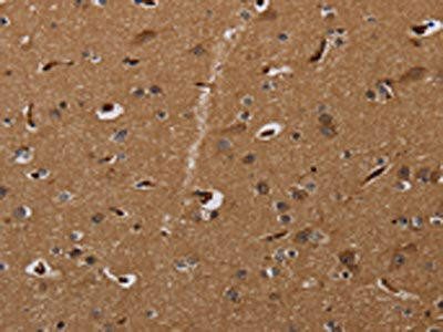 MOB1A Antibody (PACO20034)