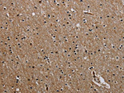 PCDHAC1 Antibody (PACO20185)