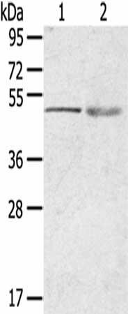 RHCE Antibody (PACO20338)
