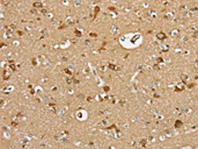 SERINC2 Antibody (PACO20437)