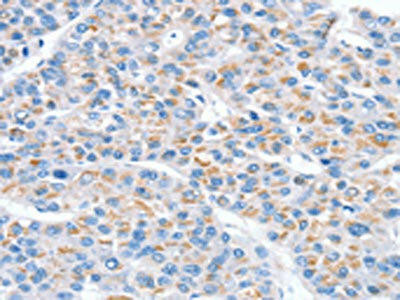 SNX33 Antibody (PACO20576)