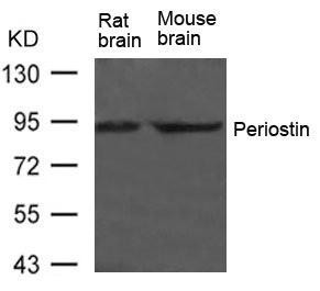 Postn Antibody (PACO21510)