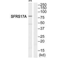 AKAP17A Antibody (PACO21819)