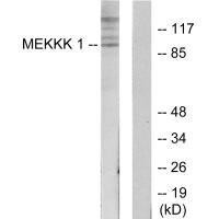 MAP4K1 Antibody (PACO21916)