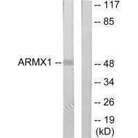 ARMCX1 Antibody (PACO21970)