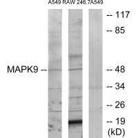 MAPK9 Antibody (PACO22056)