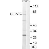 CEP76 Antibody (PACO22255)