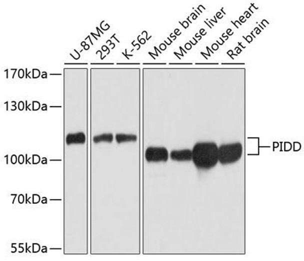 Anti-PIDD Antibody (CAB4831)