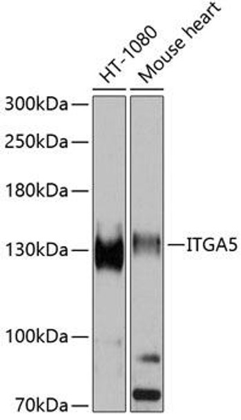 Anti-ITGA5 Antibody (CAB6209)